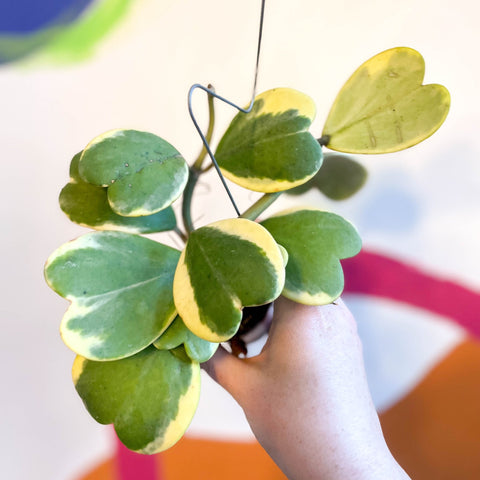 Sweetheart Plant - Hoya kerrii 'Variegata' - Sprouts of Bristol
