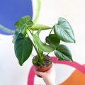 Swiss Cheese Plant - Monstera deliciosa - Sprouts of Bristol