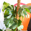 Swiss Cheese Plant - Monstera deliciosa - British Grown - Sprouts of Bristol