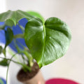 Swiss Cheese Plant - Monstera deliciosa - British Grown - Sprouts of Bristol