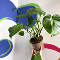 Swiss Cheese Plant - Monstera deliciosa - British Grown - Sprouts of Bristol
