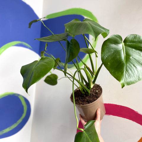Swiss Cheese Plant - Monstera deliciosa - British Grown - Sprouts of Bristol