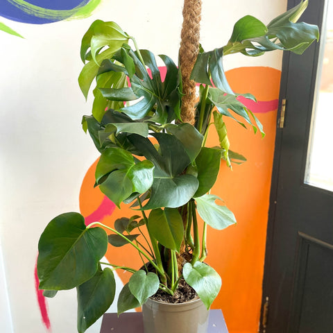 Swiss Cheese Plant - Monstera deliciosa - British Grown - Sprouts of Bristol