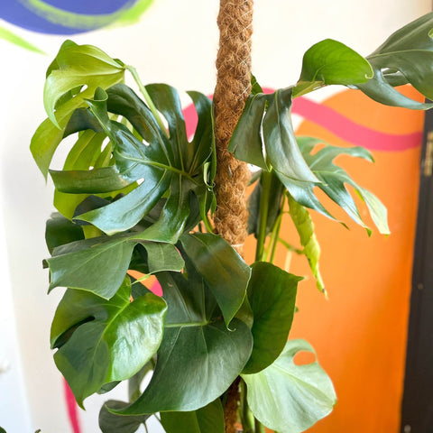 Swiss Cheese Plant - Monstera deliciosa - British Grown - Sprouts of Bristol