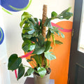 Swiss Cheese Plant - Monstera deliciosa - British Grown - Sprouts of Bristol