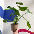 Swiss Cheese Plant - Monstera deliciosa - British Grown - Sprouts of Bristol