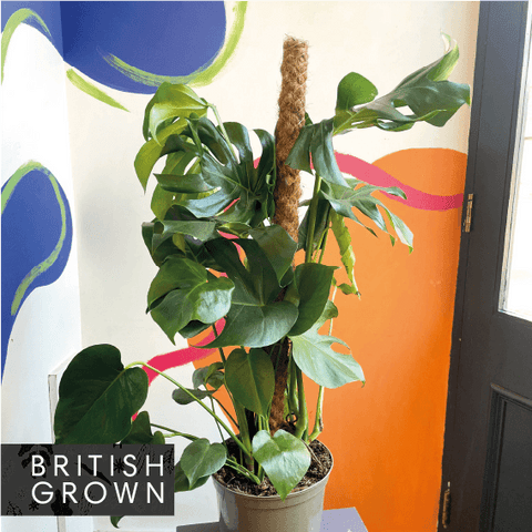 Swiss Cheese Plant - Monstera deliciosa - British Grown - Sprouts of Bristol