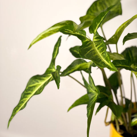 Syngonium angustatum - Sprouts of Bristol