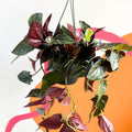 Syngonium erythrophyllum 'Red Arrow' - Sprouts of Bristol