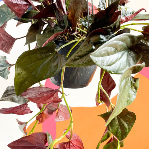 Syngonium erythrophyllum 'Red Arrow' - Sprouts of Bristol