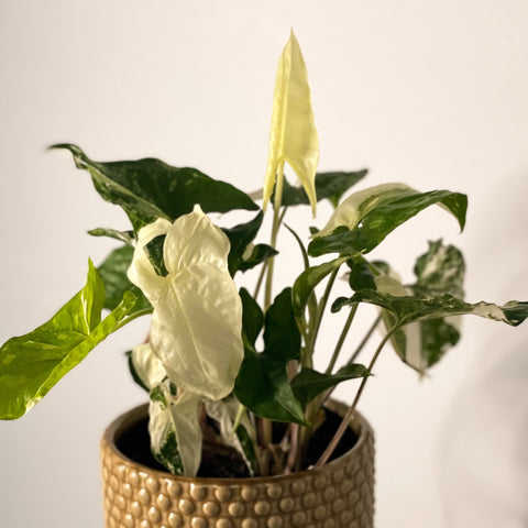 Syngonium podophyllum 'Albo' variegata - Sprouts of Bristol