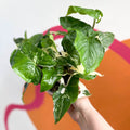 Syngonium podophyllum 'Albo' variegata - Sprouts of Bristol