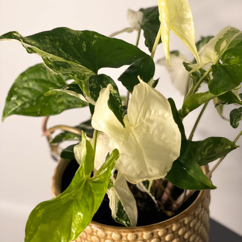 Syngonium podophyllum 'Albo' variegata - Sprouts of Bristol