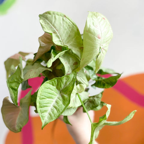 Syngonium podophyllum 'Milk Confetti' - Sprouts of Bristol