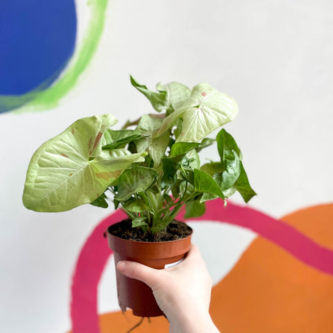 Syngonium podophyllum 'Milk Confetti' - Sprouts of Bristol