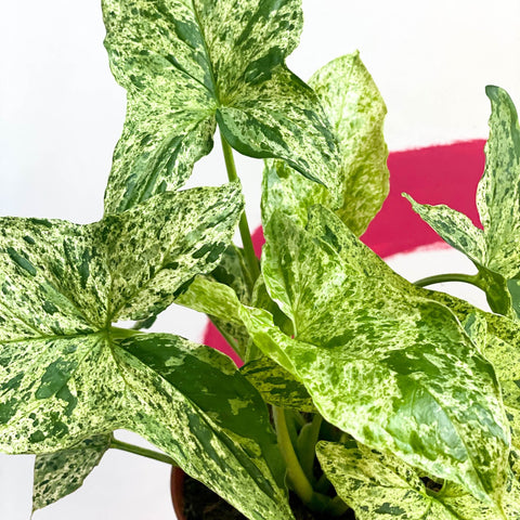 Syngonium podophyllum 'Mottled' / 'Mojito' - Sprouts of Bristol
