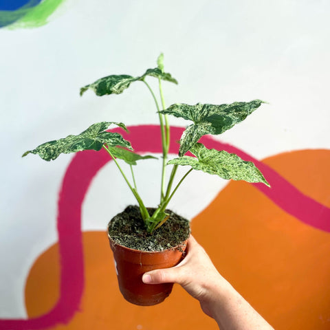 Syngonium podophyllum 'Mottled' / 'Mojito' - Sprouts of Bristol