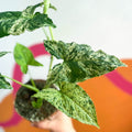 Syngonium podophyllum 'Mottled' / 'Mojito' - Sprouts of Bristol