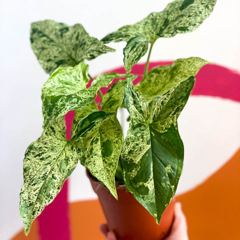 Syngonium podophyllum 'Mottled' / 'Mojito' - Sprouts of Bristol
