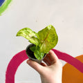 Syngonium podophyllum 'Sunshine' - Sprouts of Bristol