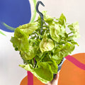 Syngonium podophyllum 'Sunshine' - Sprouts of Bristol