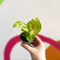 Syngonium podophyllum 'Sunshine' - Sprouts of Bristol