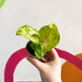 Syngonium podophyllum 'Sunshine' - Sprouts of Bristol