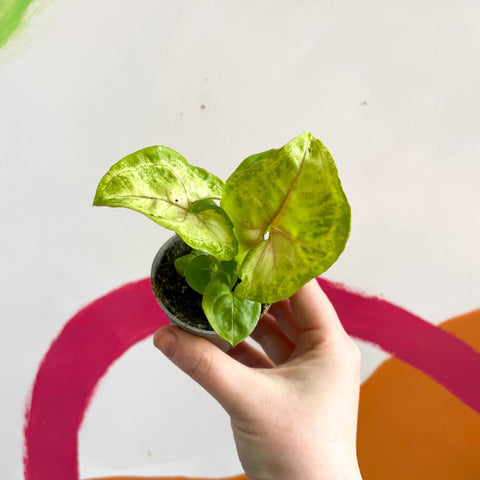 Syngonium podophyllum 'Sunshine' - Sprouts of Bristol