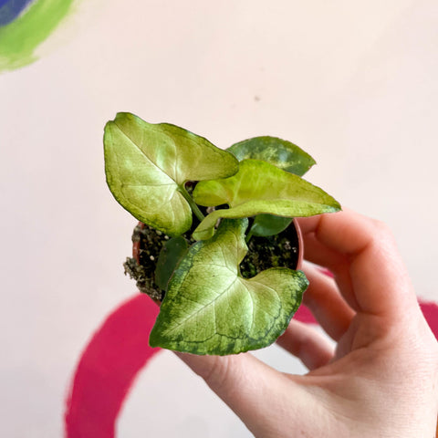 Syngonium podophyllum 'White Butterfly' - Sprouts of Bristol