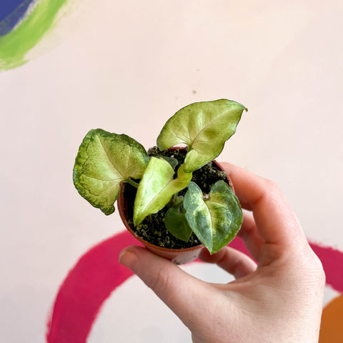 Syngonium podophyllum 'White Butterfly' - Sprouts of Bristol