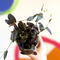 Tahitian Bridal Veil - Tradescantia geniculata 'Jose Puig' - British Grown - Sprouts of Bristol