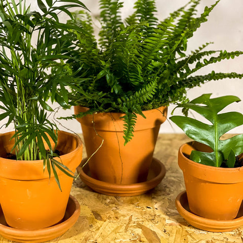 Terracotta Pots - Sprouts of Bristol