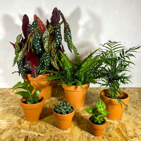 Terracotta Pots - Sprouts of Bristol