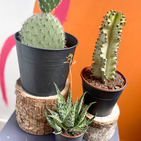 The Cacti & Succulent Plant Bundle - Sprouts of Bristol
