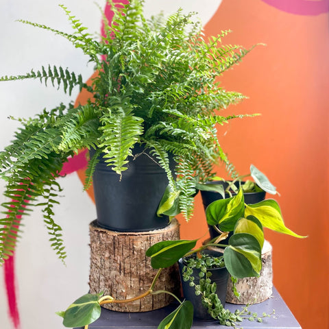 The Hanging & Trailing Plant Bundle - Sprouts of Bristol