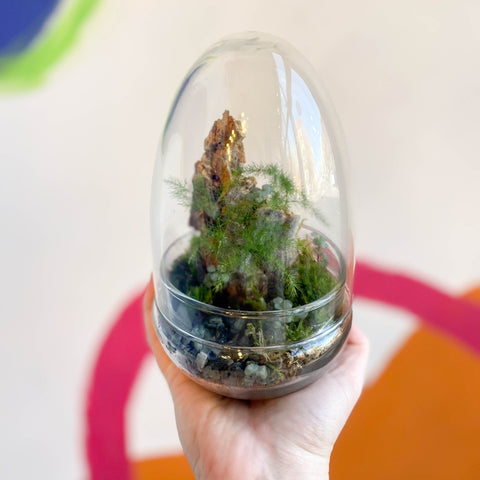The Jungle Egg - Bioactive Terrarium - Sprouts of Bristol