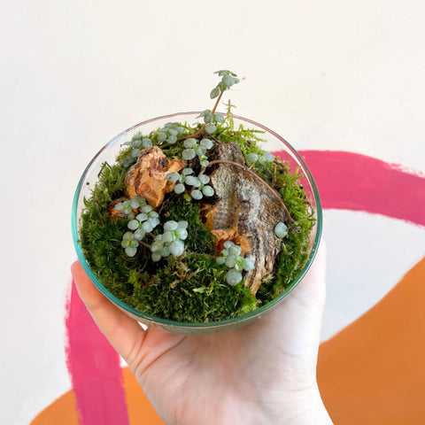 The Jungle Orb - Bioactive Terrarium - Sprouts of Bristol
