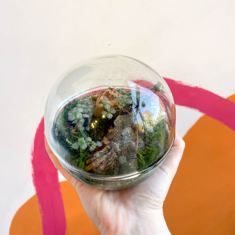 The Jungle Orb - Bioactive Terrarium - Sprouts of Bristol