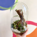 The Large Jungle Egg - Bioactive Terrarium - Sprouts of Bristol