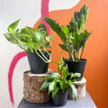 The Plant Novice Bundle - Sprouts of Bristol
