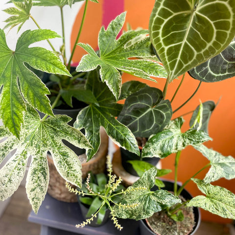 The Rare & Unusual Plant Bundle - Sprouts of Bristol