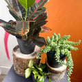 The Sunny Plant Bundle - Sprouts of Bristol