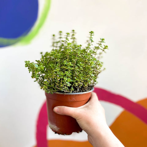 Thyme - Thymus citriodorus 'Golden Queen' - British Grown Culinary Herbs - Sprouts of Bristol