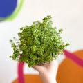 Thyme - Thymus citriodorus 'Golden Queen' - British Grown Culinary Herbs - Sprouts of Bristol