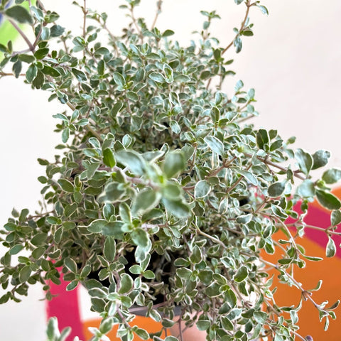 Thyme - Thymus citriodorus 'Silver Posie' - British Grown Culinary Herbs - Sprouts of Bristol
