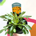 Tickseed - Coreopsis grandiflora 'Early Sunrise' - British Grown Herbaceous Perennial - Sprouts of Bristol