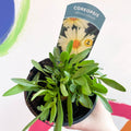 Tickseed - Coreopsis grandiflora 'Uptick Cream' - British Grown Herbaceous Perennial - Sprouts of Bristol
