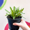 Tickseed - Coreopsis grandiflora 'Uptick Cream' - British Grown Herbaceous Perennial - Sprouts of Bristol