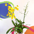 Tiger Orchid - Oncidium 'Münsterland Stern' - Sprouts of Bristol