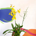 Tiger Orchid - Oncidium 'Münsterland Stern' - Sprouts of Bristol